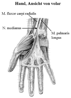 Hand, Ansicht von volar