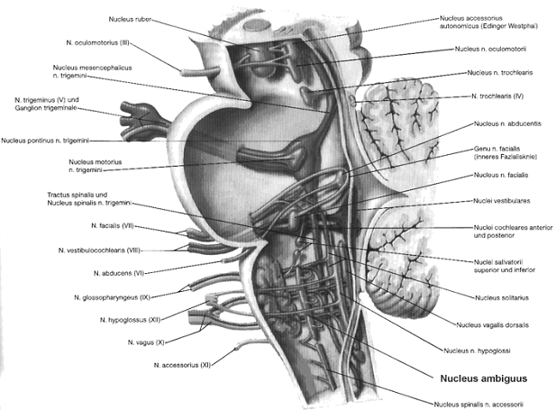 Kerngebiete im Rhombencephalon